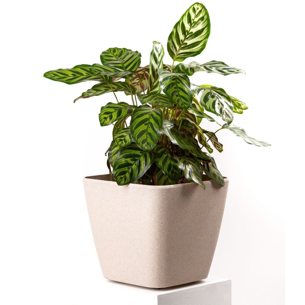 RW30MI - for planters 1